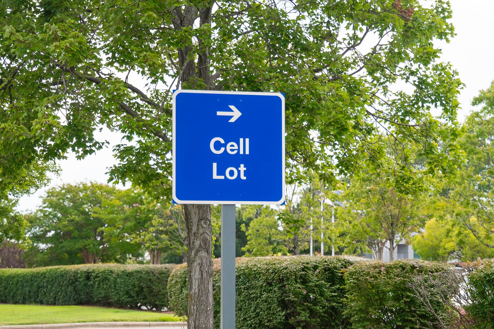 Blue directional sign with white arrow and text reading "Cell Lot" against green trees and hedges.
