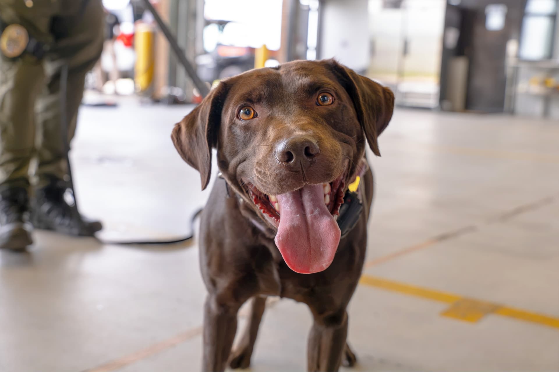 Chocolate brown Labrador with tongue out standing with person in uniform in background
