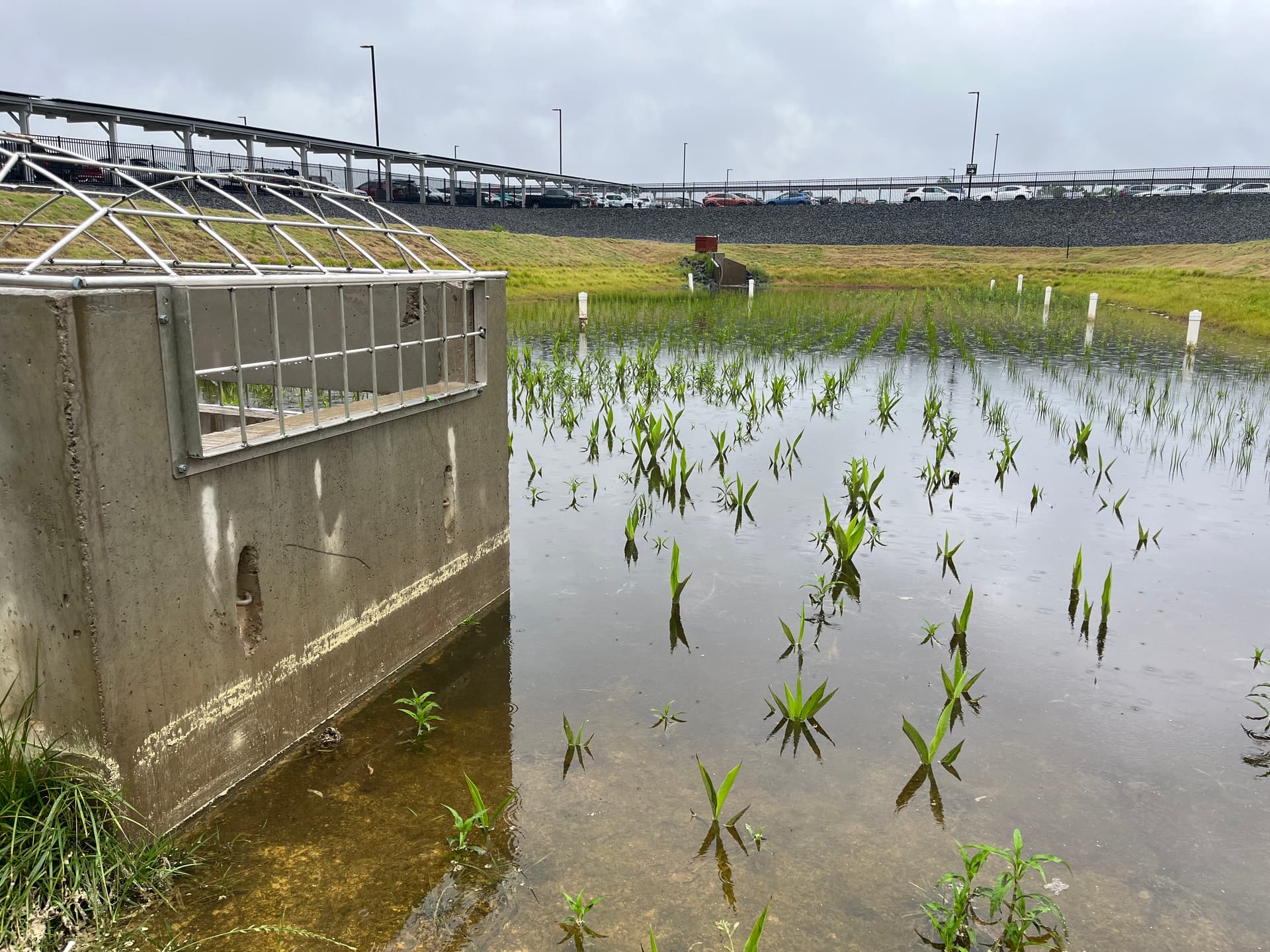 Flooded agricultural field with young green plants partially submerged in water, concrete structure on left, highway visible in background.